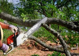 How Our Tree Care Process Works  in Pea Ridge, FL